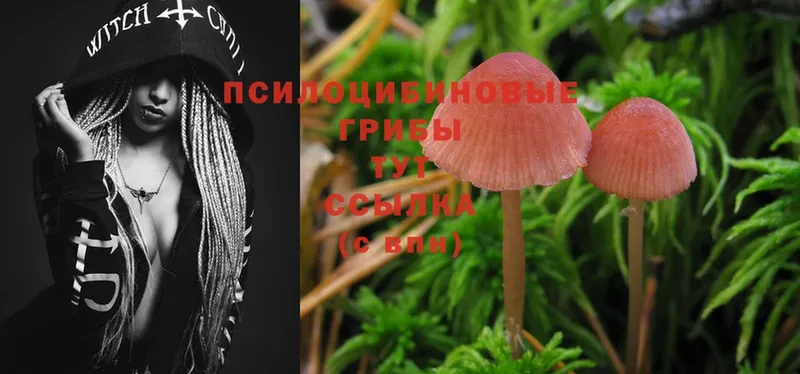 Псилоцибиновые грибы Magic Shrooms Нефтекумск